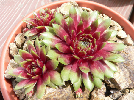 Sempervivum ´Rio de Janeiro´